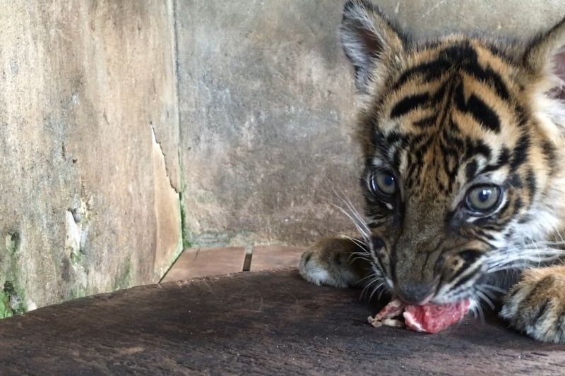 TMSBK Bukittinggi kedatangan penghuni baru bayi Harimau Sumatra 