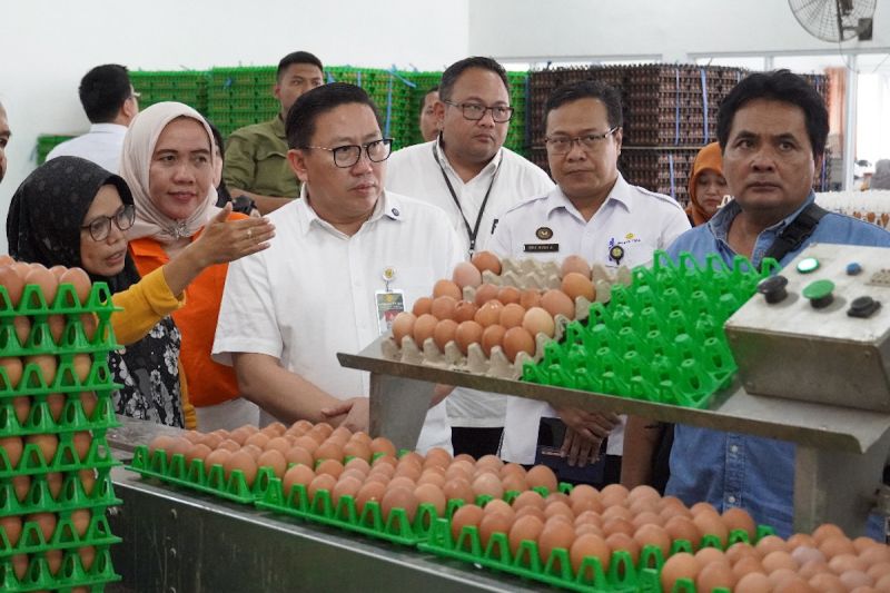 Kementan perkuat serapan-stabilisasi harga telur tingkat peternak 
