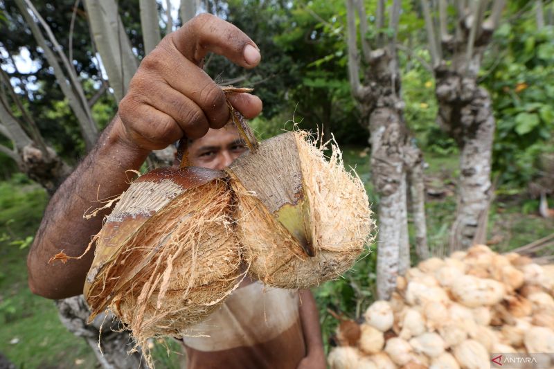 ironi-dan-dilematika-tataniaga-kelapa-indonesia