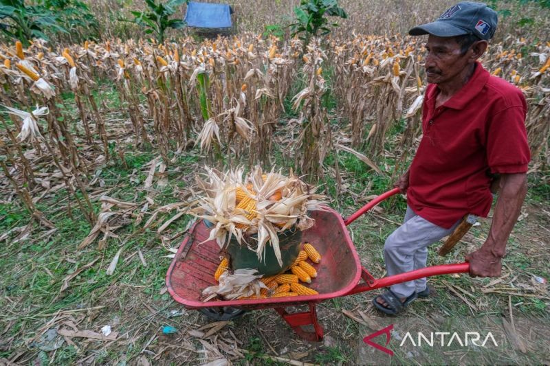 bps-prediksi-produksi-jagung-januari-juni-2025-capai-807-juta-ton