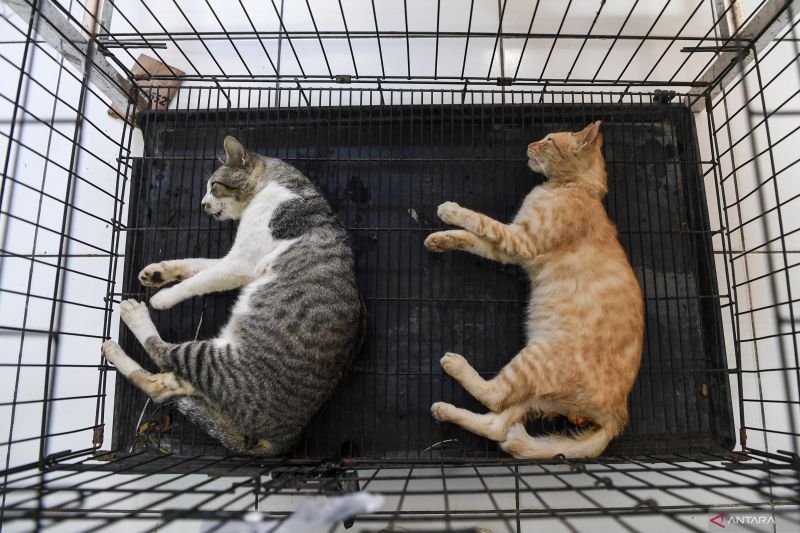 10-makanan-yang-bisa-sebabkan-kucing-keracunan-dan-sakit