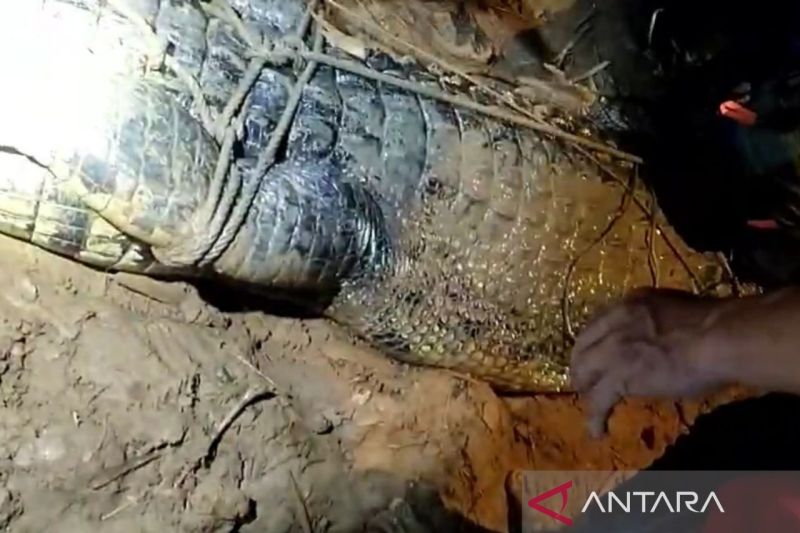 Buaya penerkam anak di Sungai Sangatta berhasil ditangkap