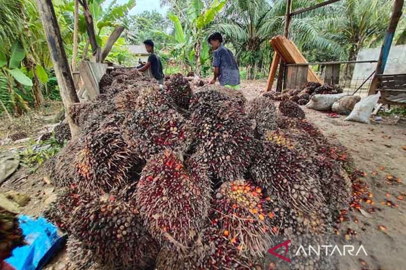 Aceh butuh investasi bangun industri produk turunan CPO