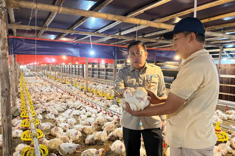 kementan-harga-ayam-hidup-mulai-naik-usai-pengawasan-diperkuat