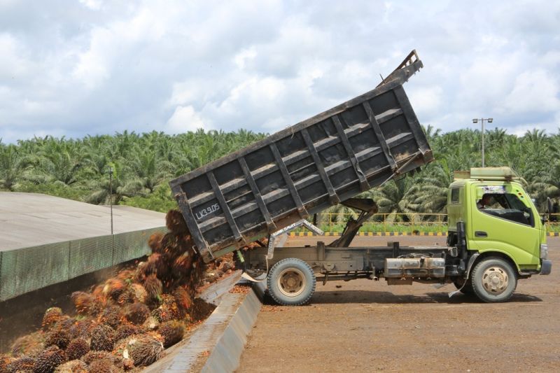 dsng-raih-laba-rp367-miliar-pada-kuartal-i-2025