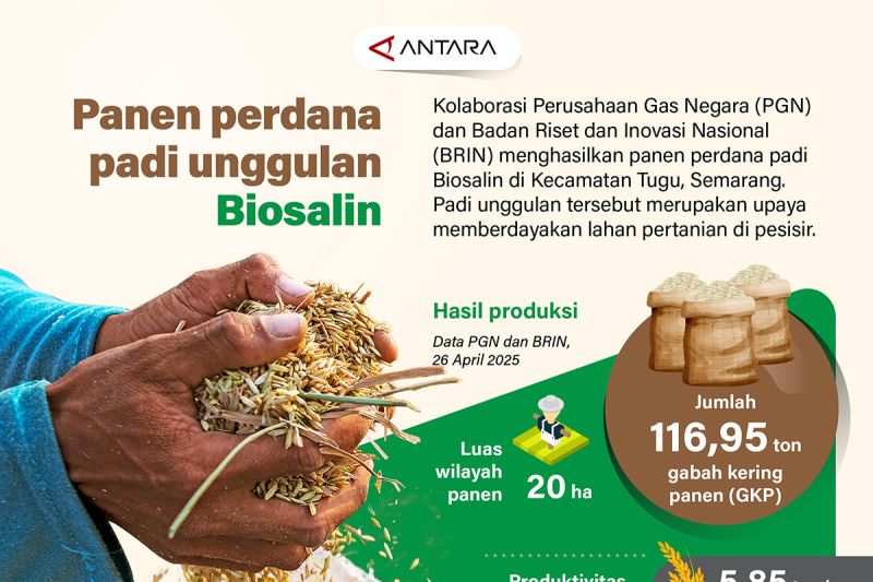 panen-perdana-padi-unggulan-biosalin