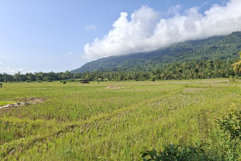 bulog-lampung-serap-gabah-petani-155-ribu-ton-hingga-awal-mei