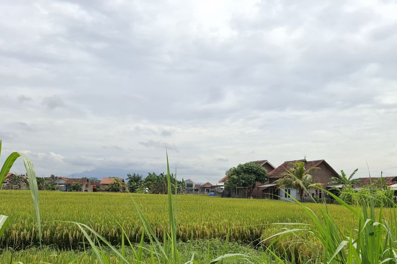 bulog-lampung-catat-162-tempat-pengeringan-gabah-jadi-mitra-maklon