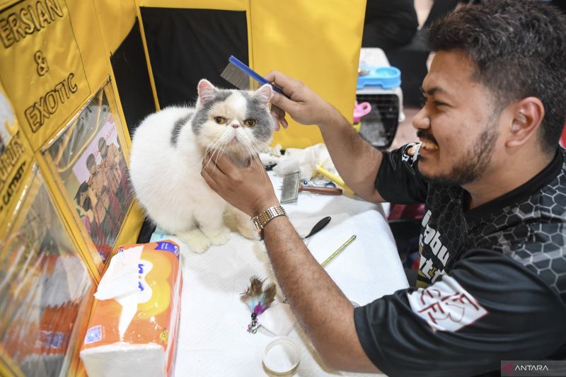 cara-efektif-agar-kucing-peliharaan-tidak-kencing-sembarangan-di-rumah