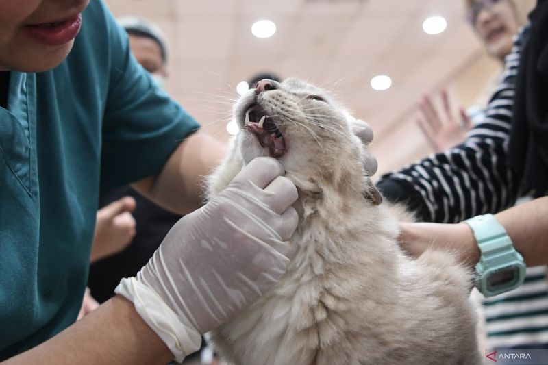 mitos-atau-fakta-menabrak-kucing-sampai-mati-bisa-bikin-sial