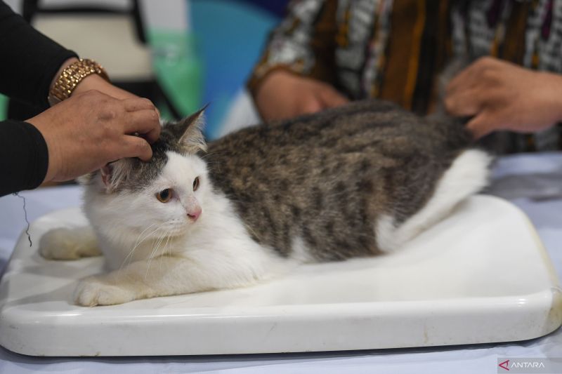 memahami-tahapan-umur-kucing-dan-perubahan-perilakunya