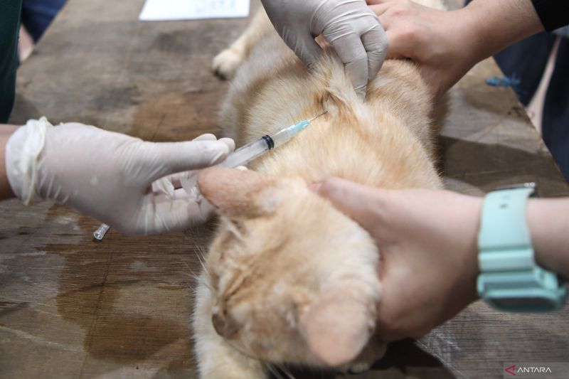 8-cara-efektif-cegah-kucing-bab-sembarangan-di-halaman-rumah