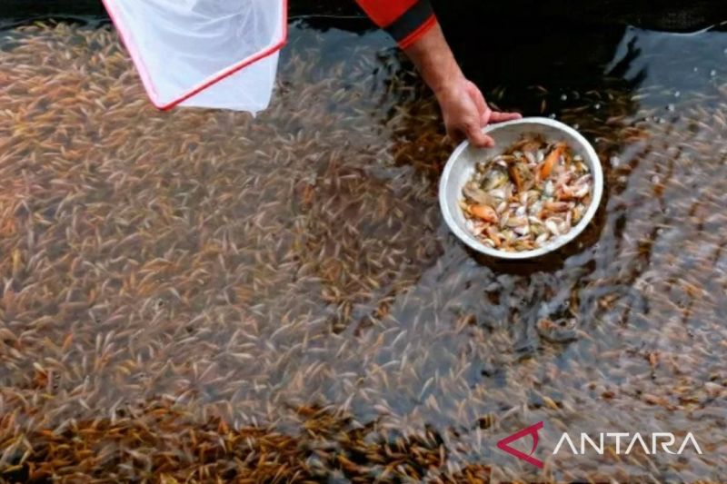 akademisi-mutu-dan-keamanan-hal-utama-sistem-perbenihan-ikan-budidaya