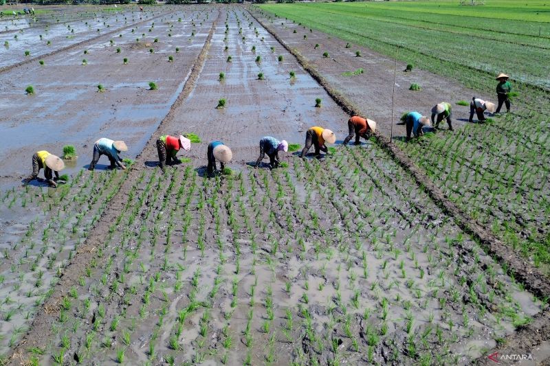 proyeksi-produksi-beras-indonesia-meningkat-ciptakan-peluang-ekspor