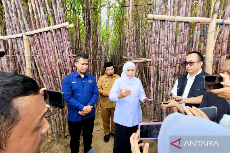 pemprov-jatim-sgn-himbara-luncurkan-kur-khusus-untuk-petani-tebu