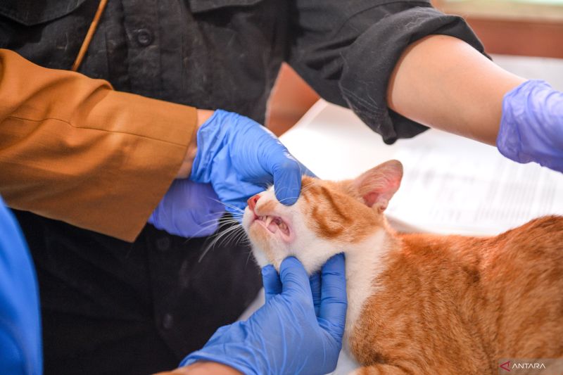 waspada-ini-penyebab-kucing-cacingan-dan-cara-ampuh-mengatasinya