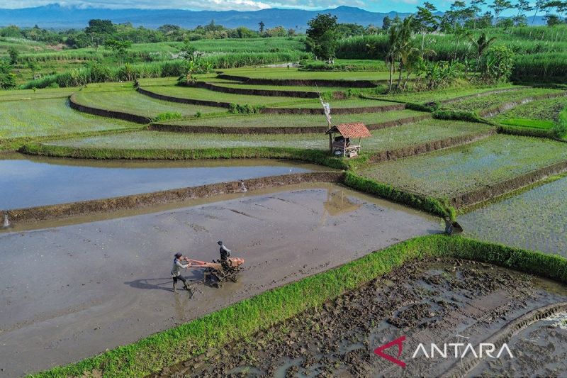 Kesehatan tanah untuk keberlanjutan ekosistem
