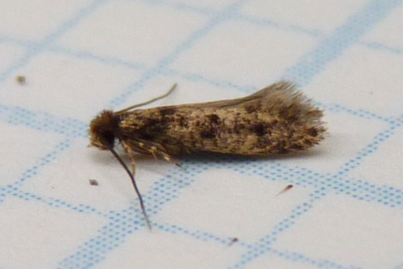 apa-itu-kamitetap-mengenal-serangga-kecil-mirip-larva-di-rumah