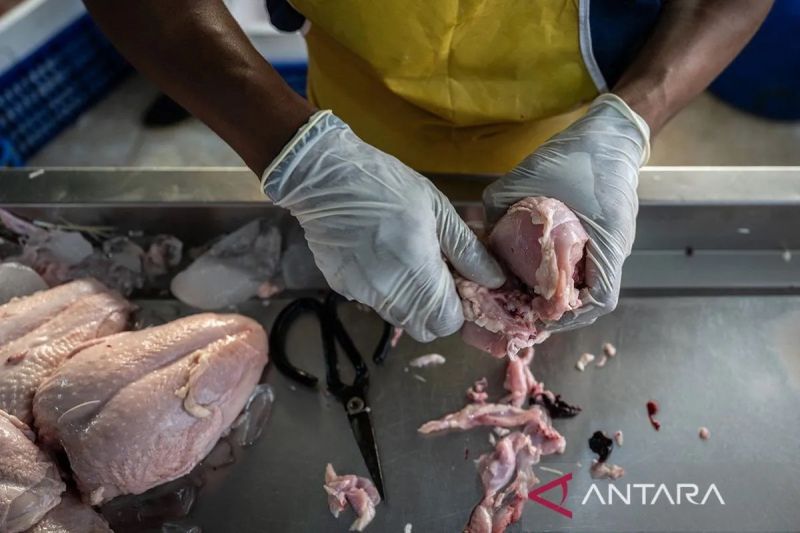 bapanas-harga-daging-ayam-rp34663kg-cabai-rawit-rp56210kg