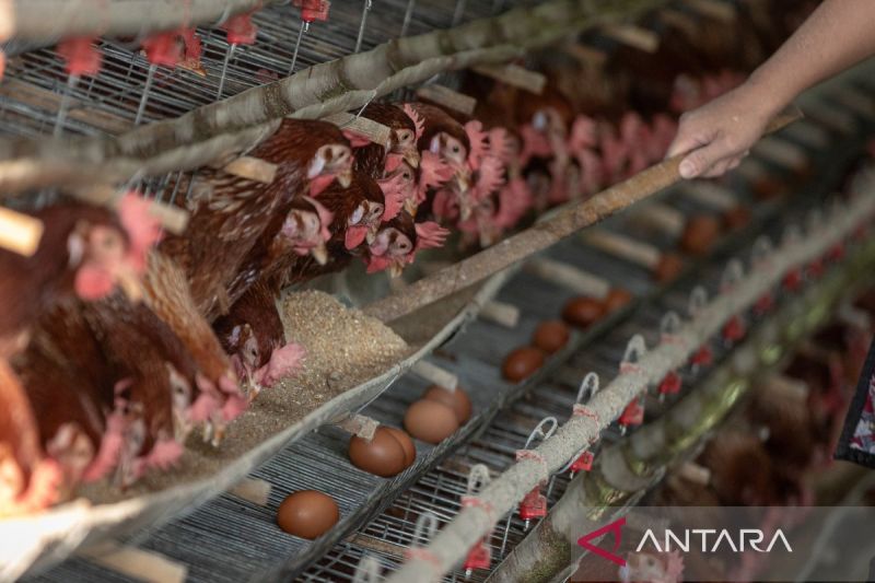 potensi-produksi-telur-ayam-ras-capai-65-juta-ton-kementan-fasilitasi-ekspor-ke-amerika