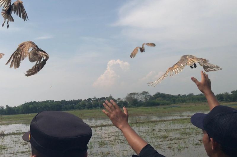 1000-burung-hantu-diterima-majalengka-guna-kendalikan-hama-tikus