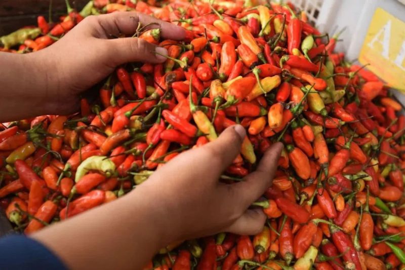 bapanas-harga-daging-ayam-rp36038kg-cabai-rawit-rp65000kg