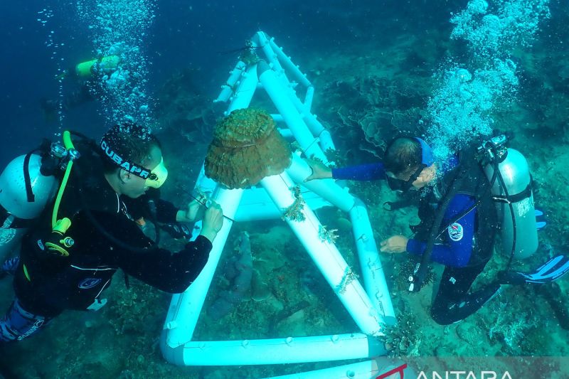 lanal-gorontalo-lakukan-transplantasi-terumbu-karang
