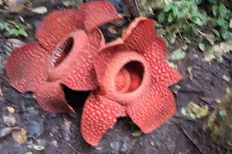 dua-bunga-rafflesia-mekar-berdempet-di-agam