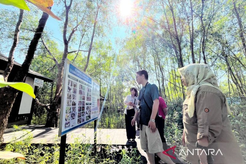 Peneliti Jepang pelajari konservasi bekantan di Pulau Curiak