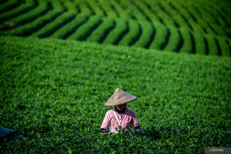 perkebunan-harendong-lebak-hasilkan-teh-oolong-organik-tanpa-mesin