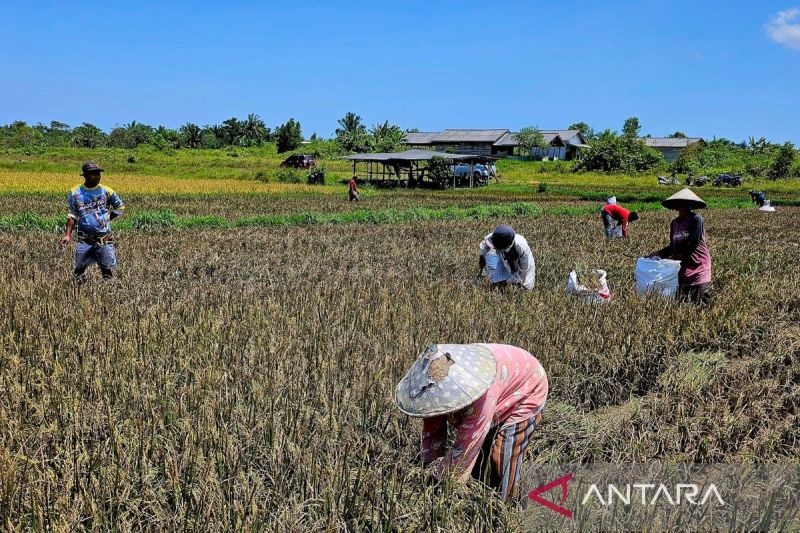 melangkah-untuk-mewujudkan-kedaulatan-pangan-di-perbatasan