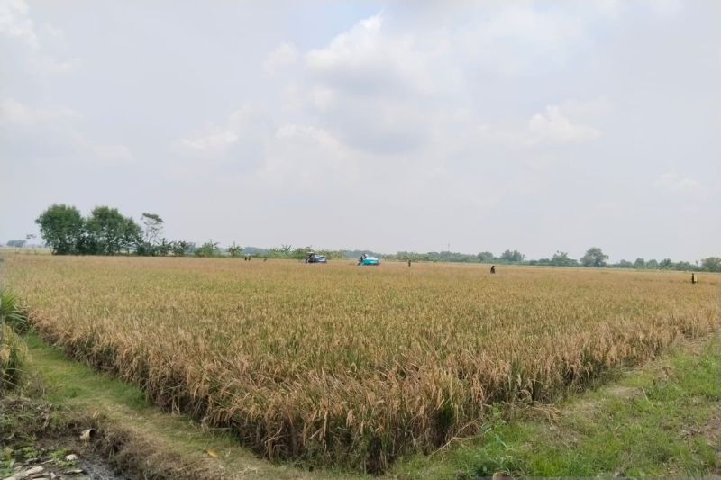 biaya-bertani-murah-dan-hasil-melimpah-melalui-pola-pertanian-sirkular
