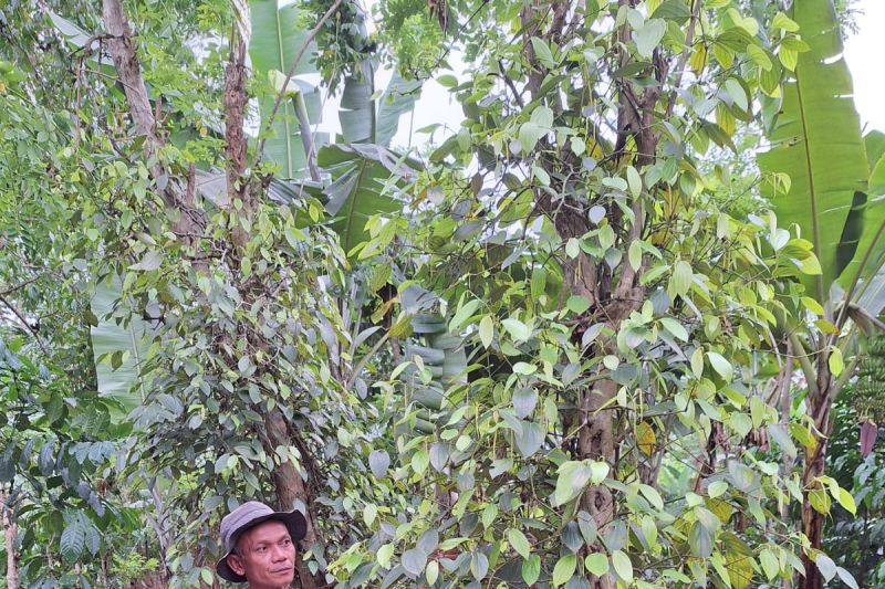 senyum-ceria-petani-lada-hitam-lampung