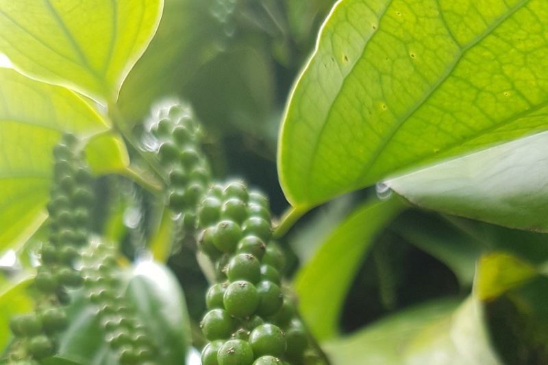menangkap-peluang-hilirisasi-rempah-indonesia