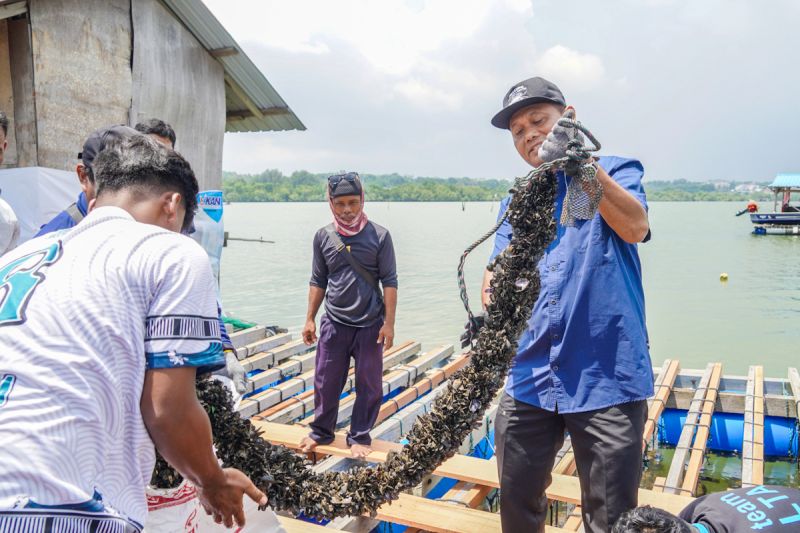 modeling-lobster-hidupkan-budidaya-kerang-di-batam