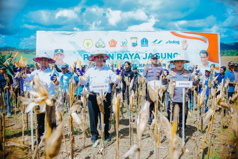 dukungan-rp5-triliun-dari-presiden-siap-serap-jagung-petani
