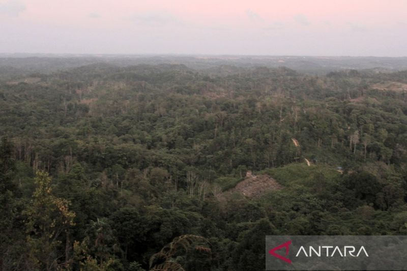 kemenhut-potensi-kawasan-hutan-pacu-model-bisnis-multiusaha-kehutanan