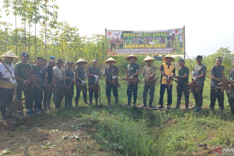 kodim-bekasi-dan-masyarakat-setu-panen-singkong