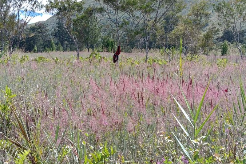 owasi-owasika-keajaiban-alam-rumput-mei-di-lembah-baliem