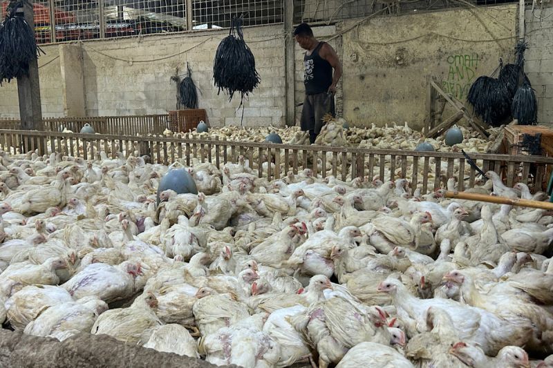 kementan-sidak-pangkalan-ayam-di-jakarta-awasi-distribusi-dan-harga
