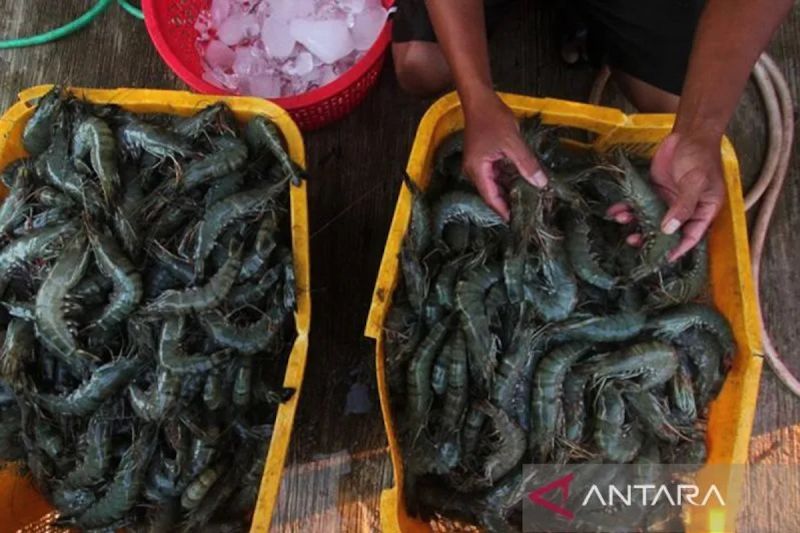 kkp-tingkatkan-serapan-udang-nasional-lewat-kampanye-gemarikan