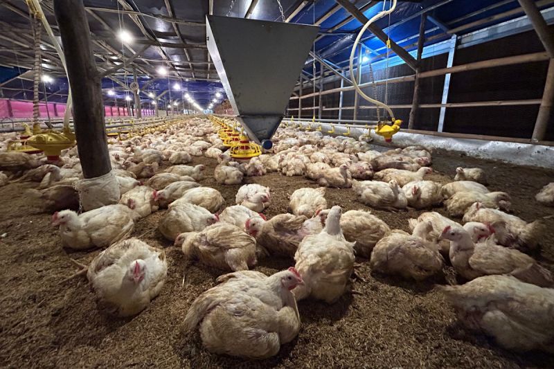 kementan-kendalikan-produksi-demi-stabilitas-harga-ayam-hidup