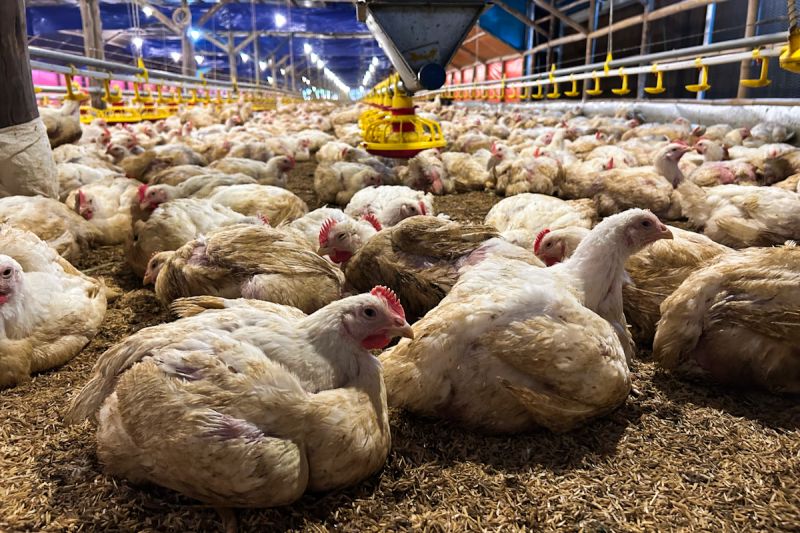 kementan-dan-kpun-sinergi-lindungi-peternak-ayam-mandiri