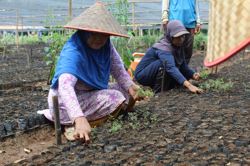 ekosistem-biomassa-di-lampung-melibatkan-653-kk-tanam-akasia