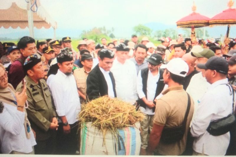 mentan-hadiri-panen-raya-padi-di-desa-margomulyo-luwu-timur