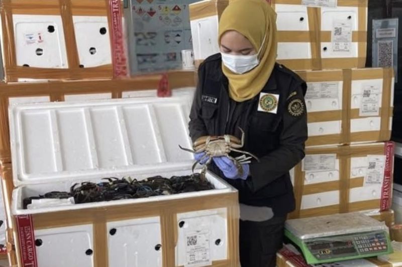 karantina-kalsel-sertifikasi-belasan-ribu-kepiting-bakau