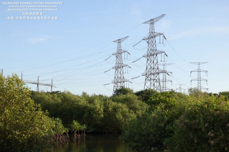 pltu-jawa-7-perluas-kawasan-hutan-mangrove-di-area-operasi