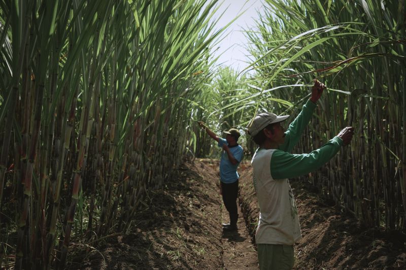 sgn-dorog-pg-kwala-madu-jadi-pilar-penting-capai-swasembada-gula