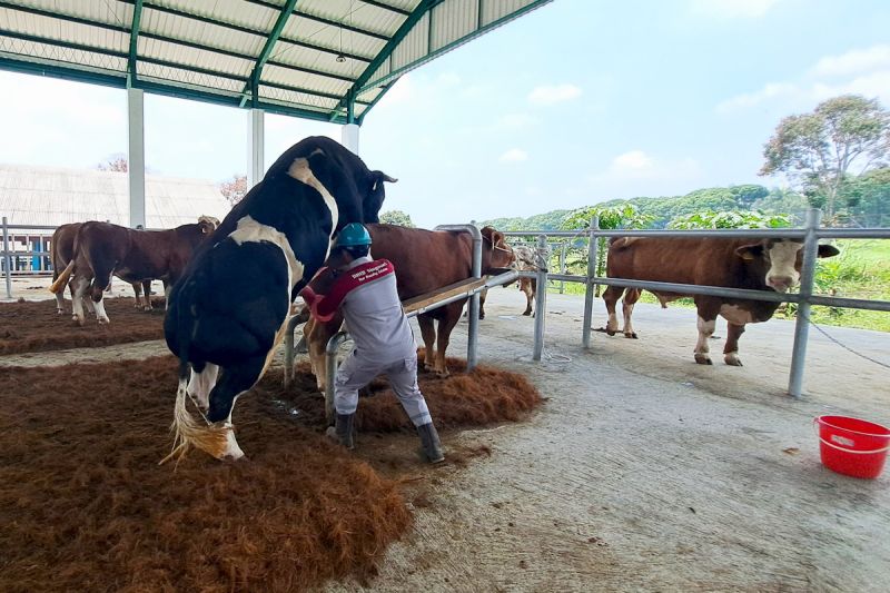 kementan-buka-layanan-deposit-semen-beku-perkuat-produksi-ternak