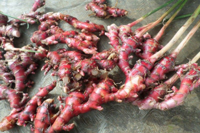 manfaat-jahe-merah-dan-cara-konsumsi-yang-aman-untuk-kesehatan